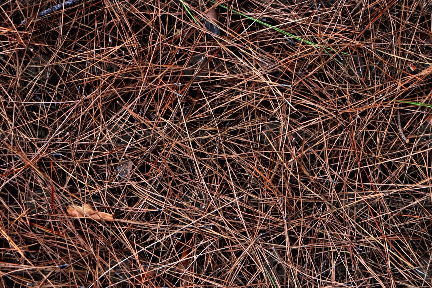 Dry pine needles texture. Forest floor backdrop. Brown dried fir needles background. photo