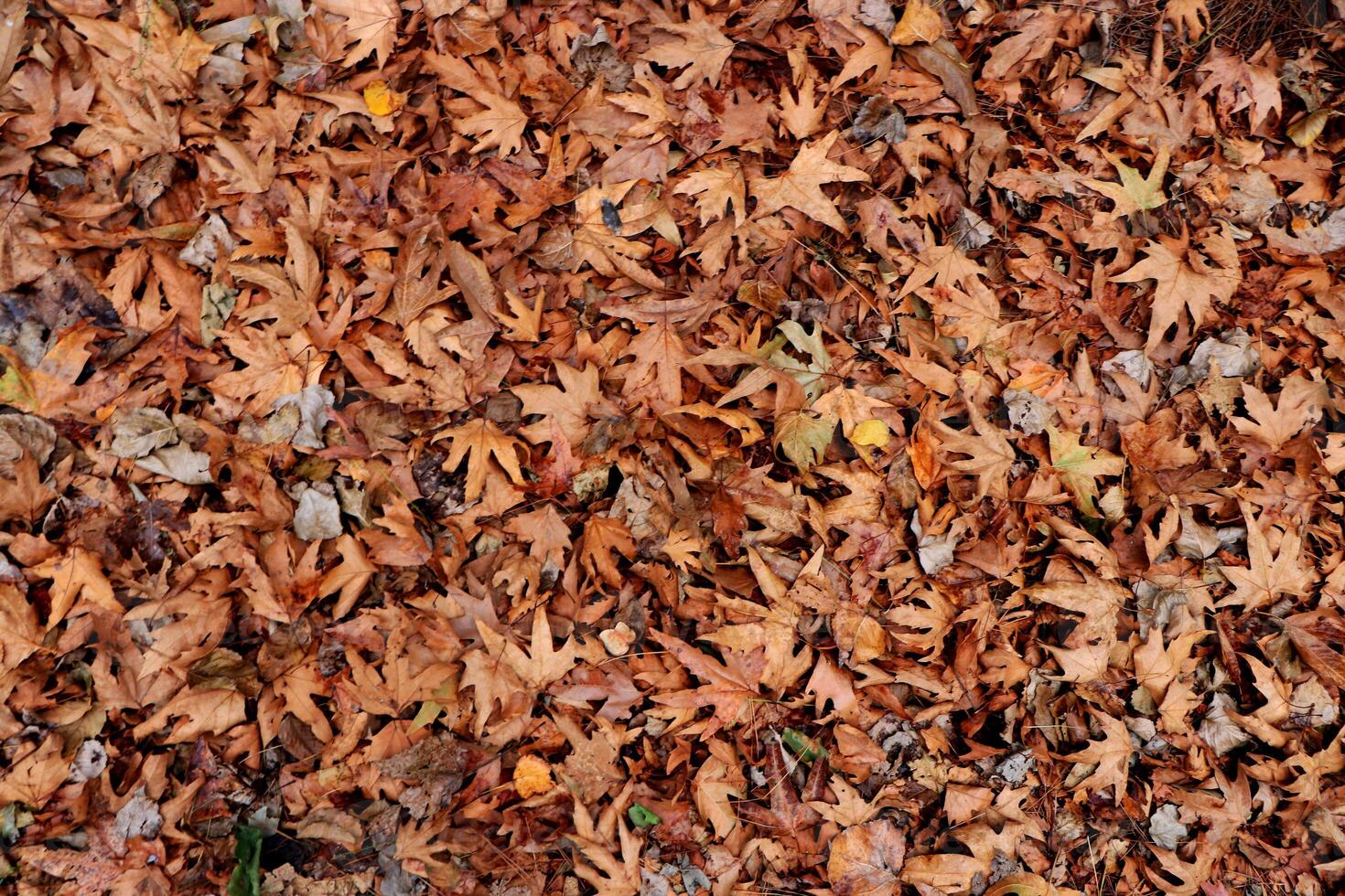 Dry leaves texture. Dried forest floor backdrop. Droughty background. photo