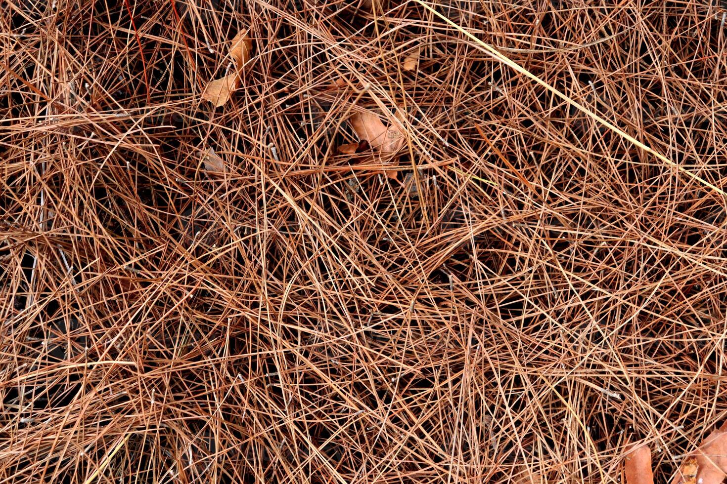 Dry pine needles texture. Forest floor backdrop. Brown dried fir needles background. photo