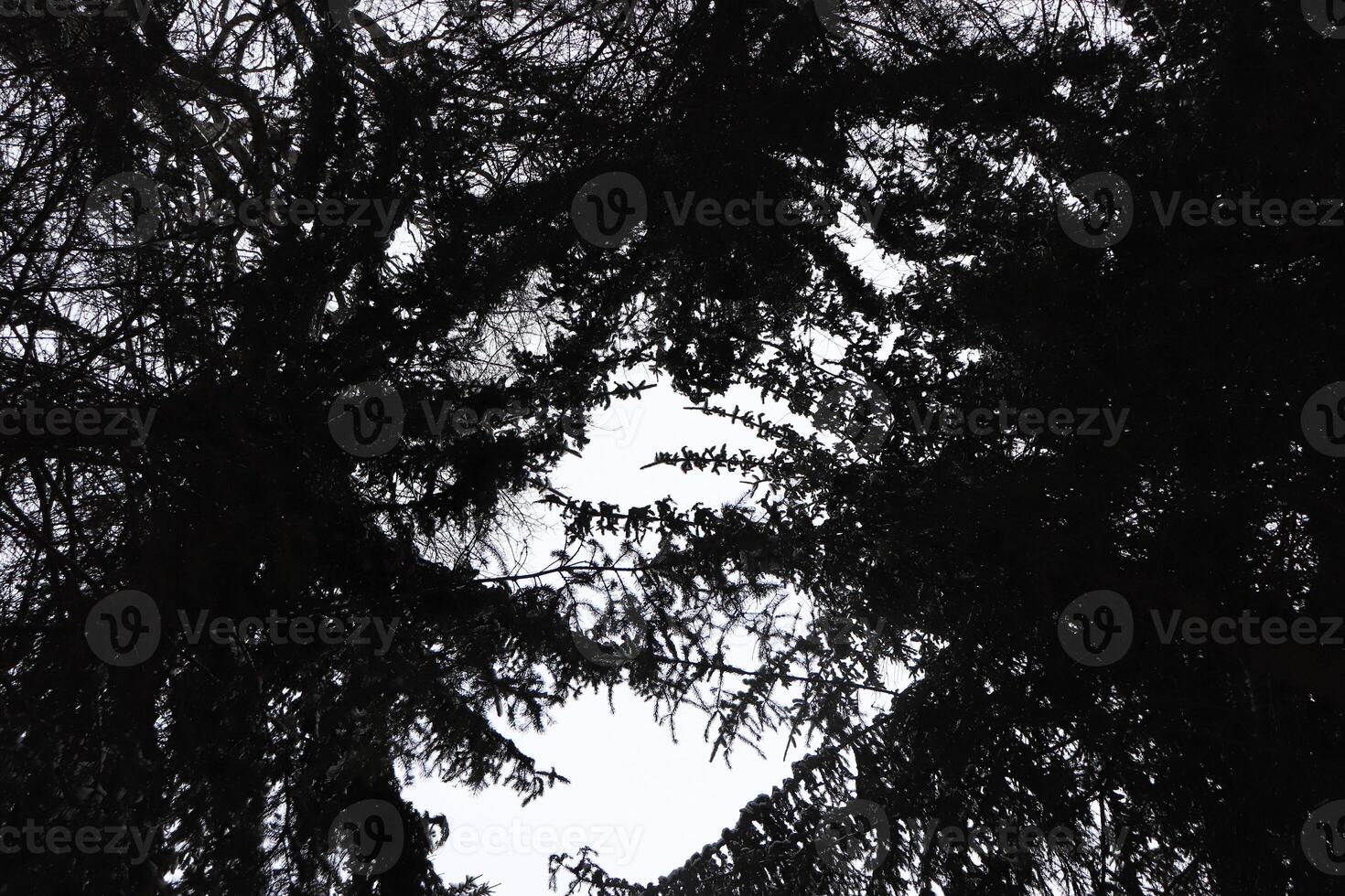 Big christmas trees with sky clearance. Bottom view. photo