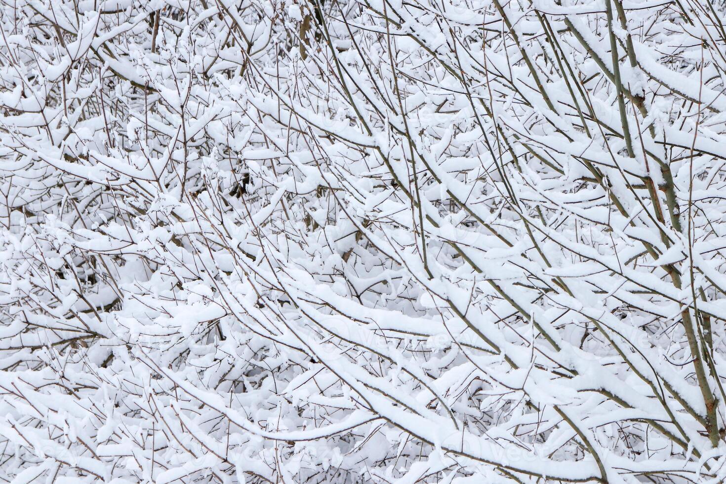 Bushy branches under snow. Winter snow forest background. photo