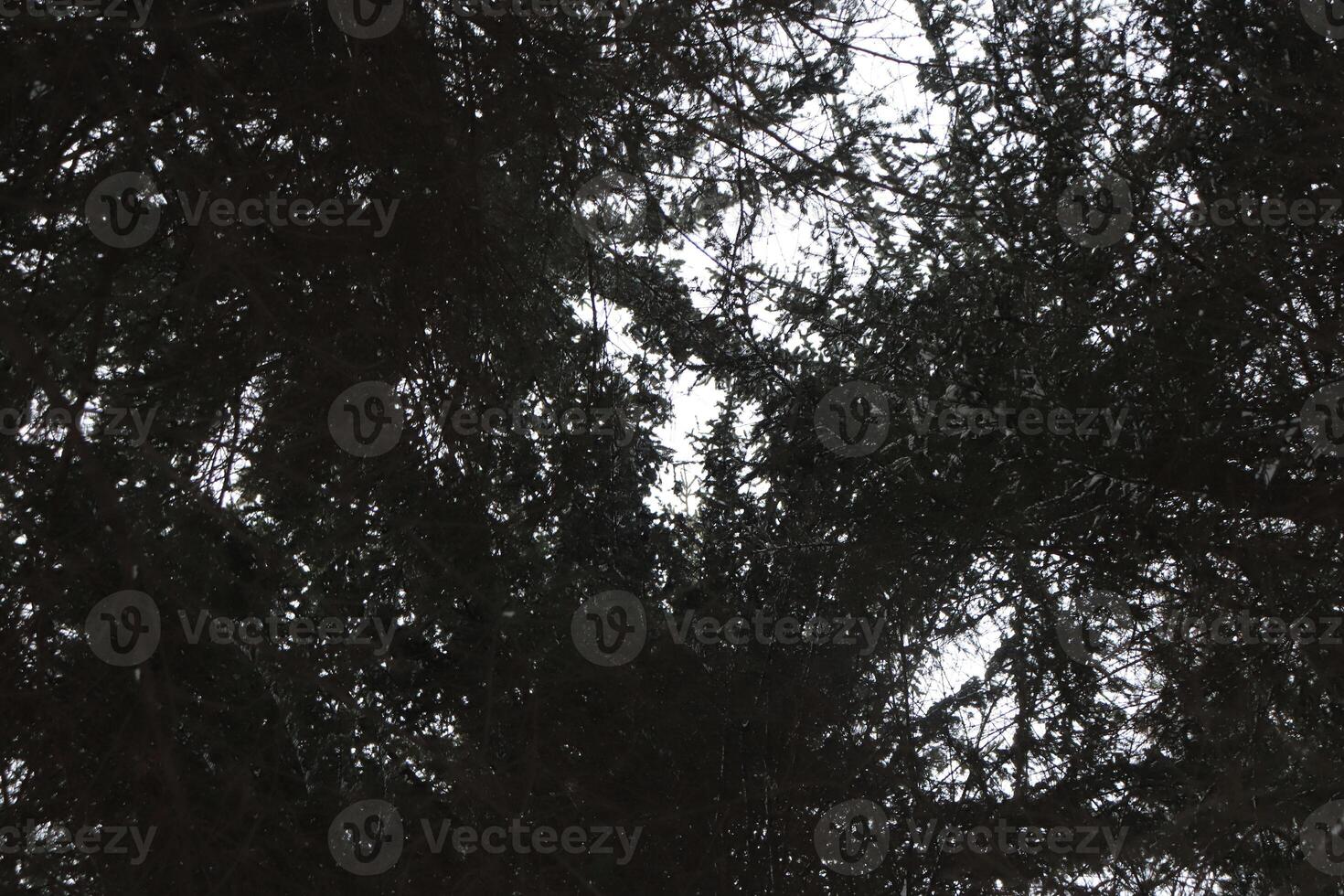 Big christmas trees with sky clearance. Bottom view. photo