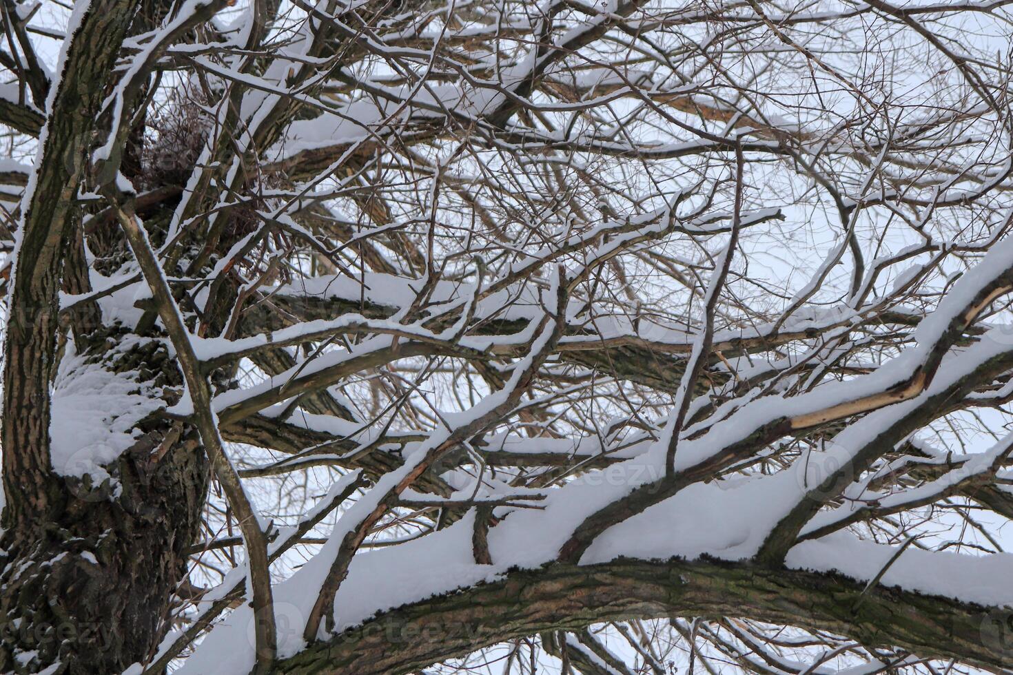 Tree with branches under snow photo