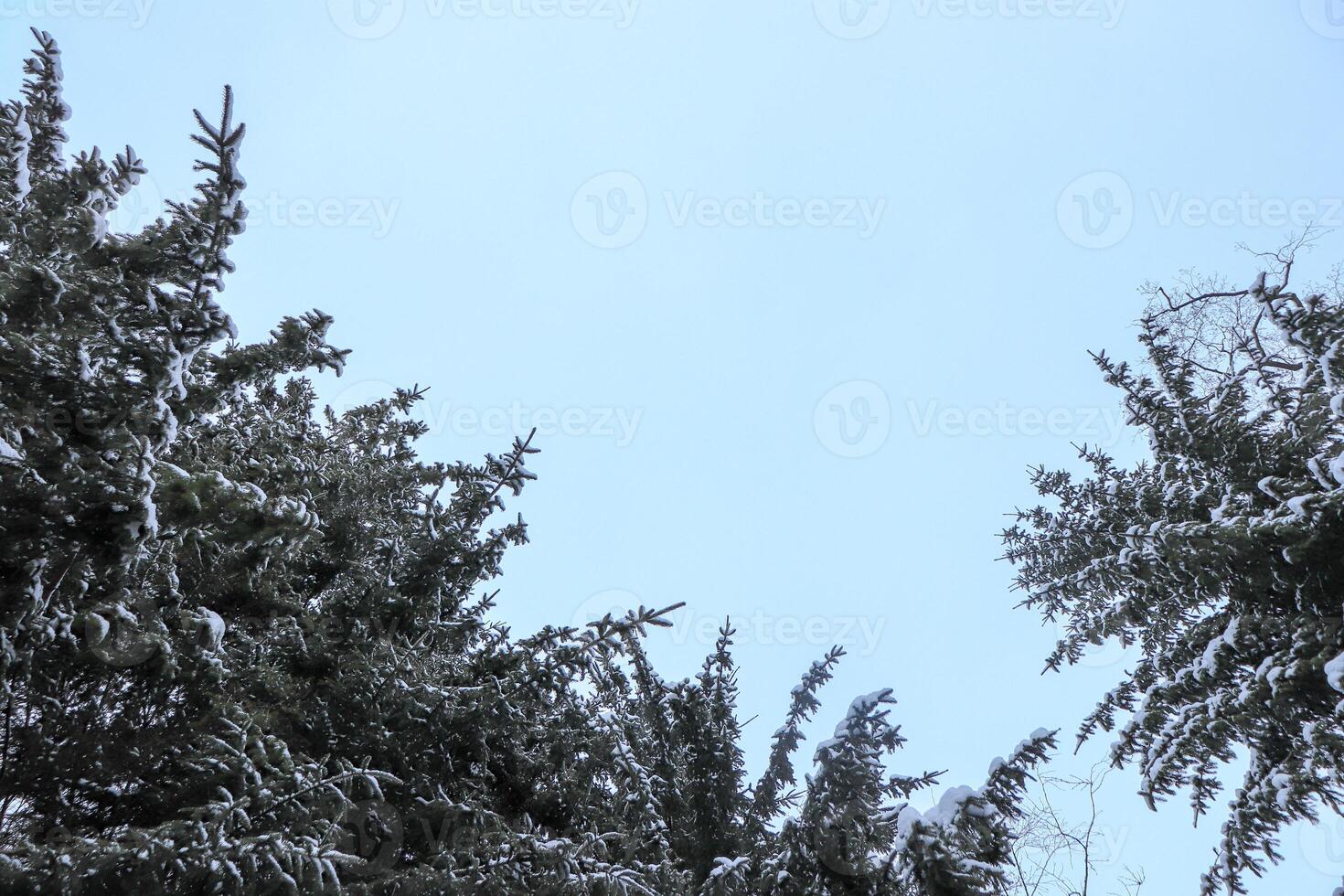 Big christmas trees branches with sky. Bottom view. photo