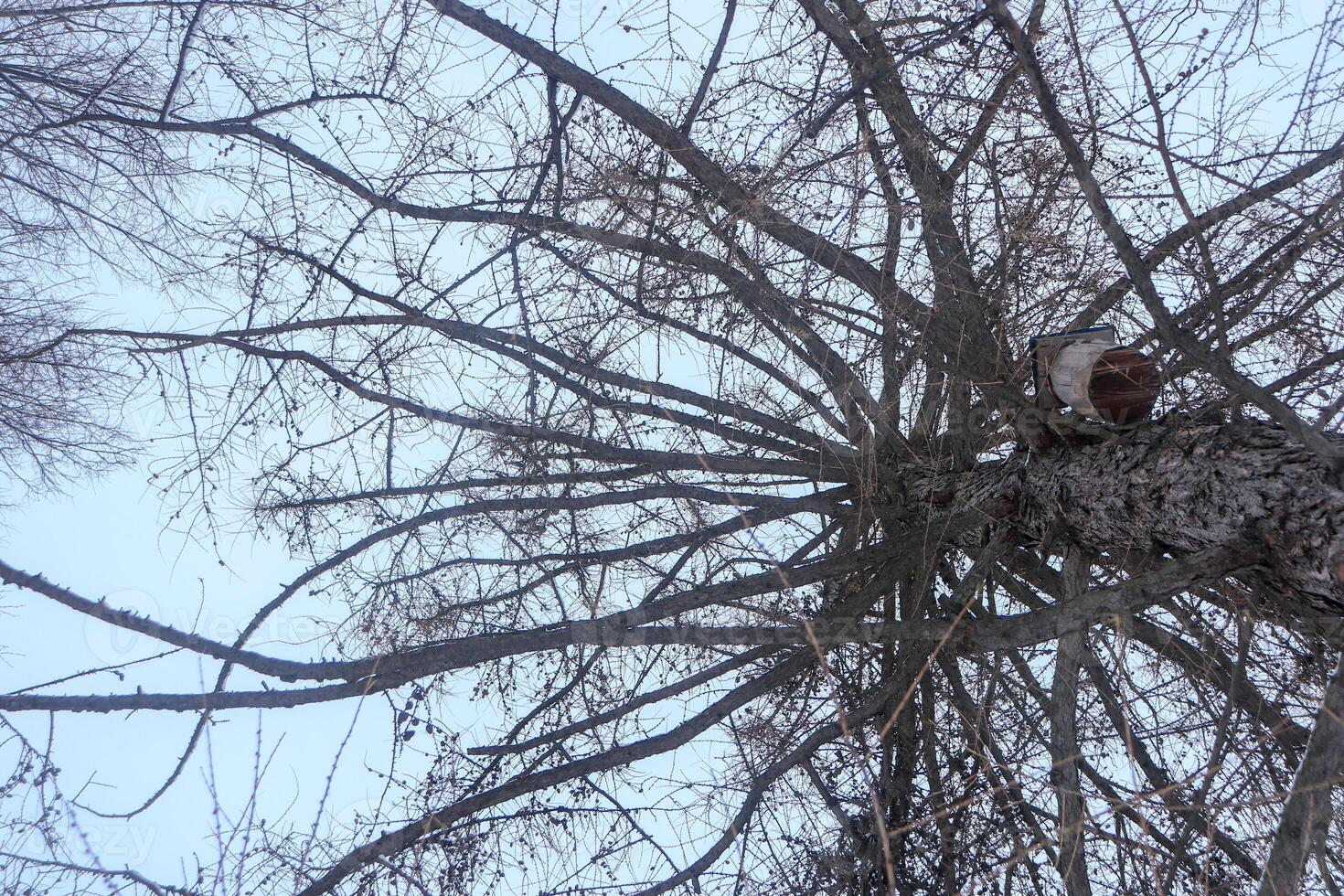 Bird feeder on a tree. Bottom view. photo