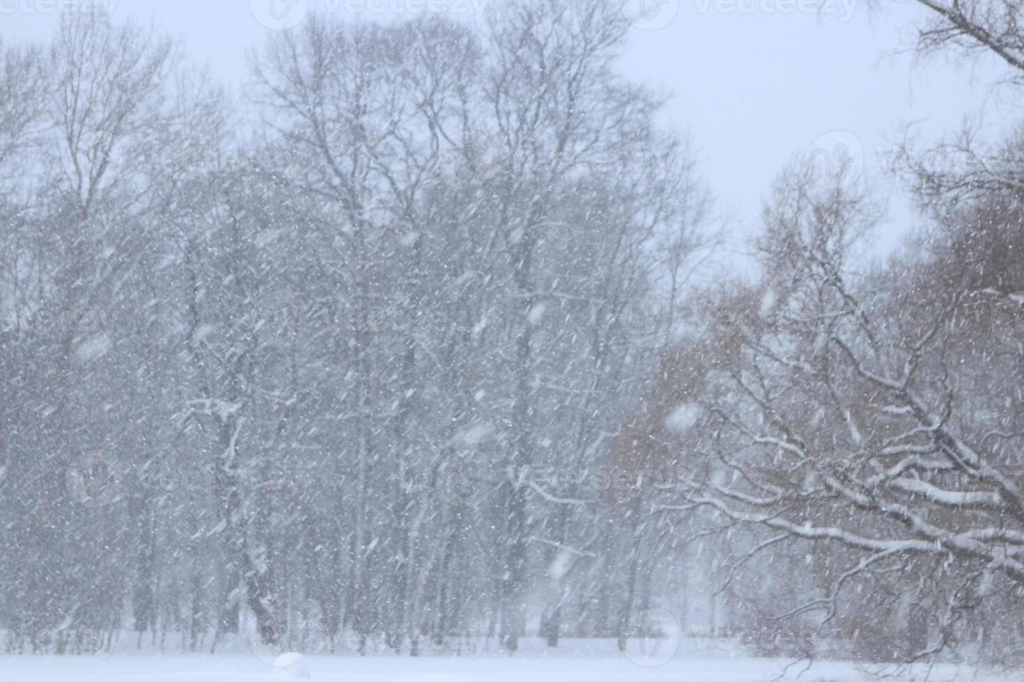 Flying snow with forest trees on background. Bad visibility snowy weather. photo