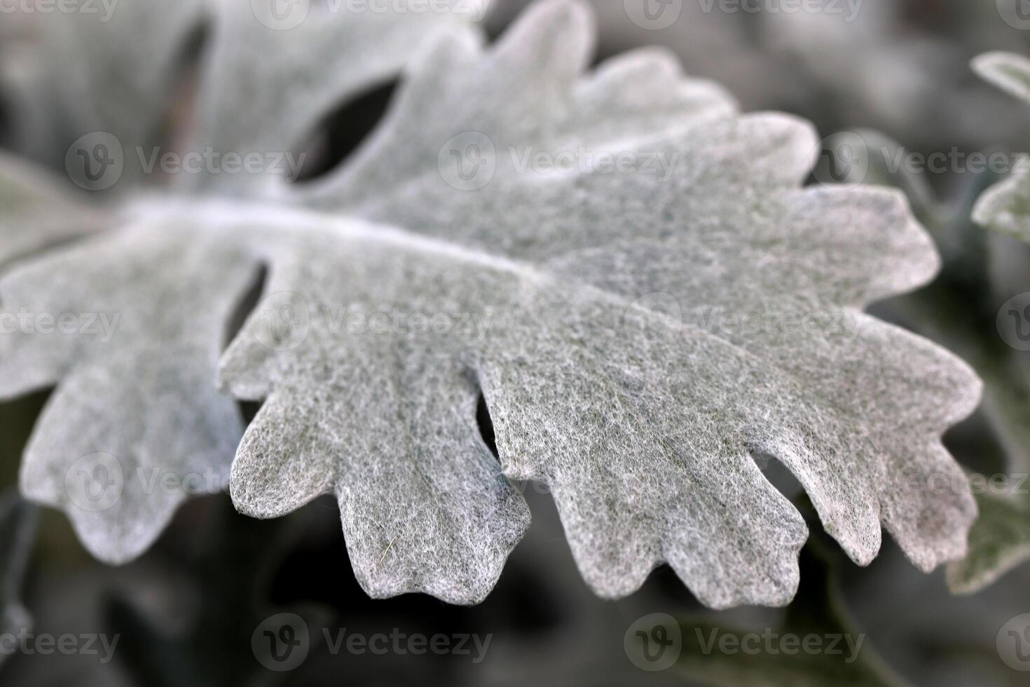 Silver Dust Dusty Miller Leaf Macro Closeup photo