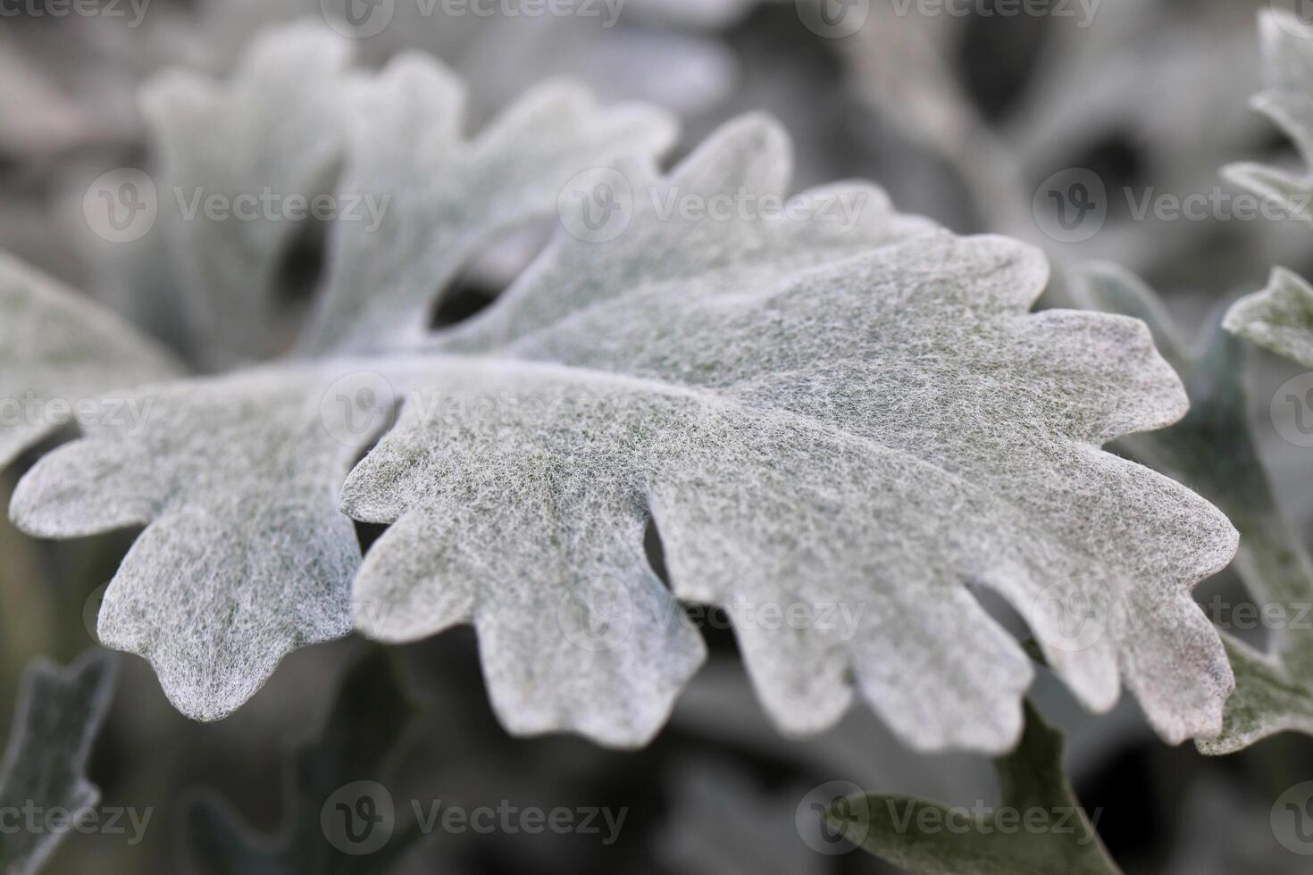 Silver Dust Dusty Miller Maritima. Leaf Macro Closeup. photo