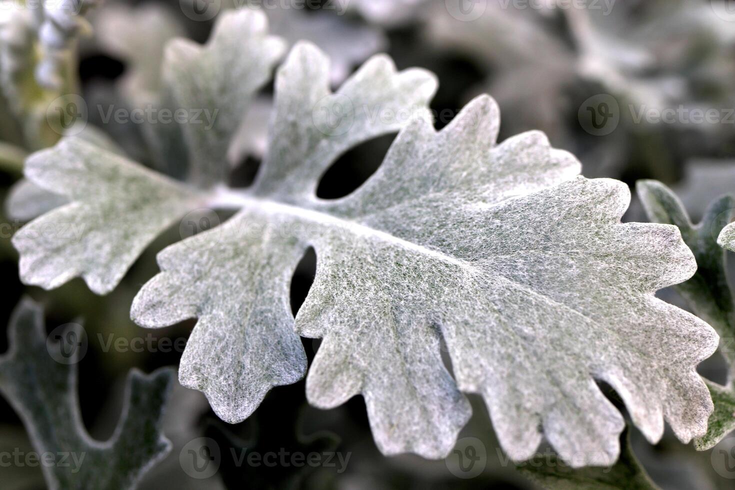 Silver Dust Dusty Miller Maritima. Leaf Macro Closeup. photo