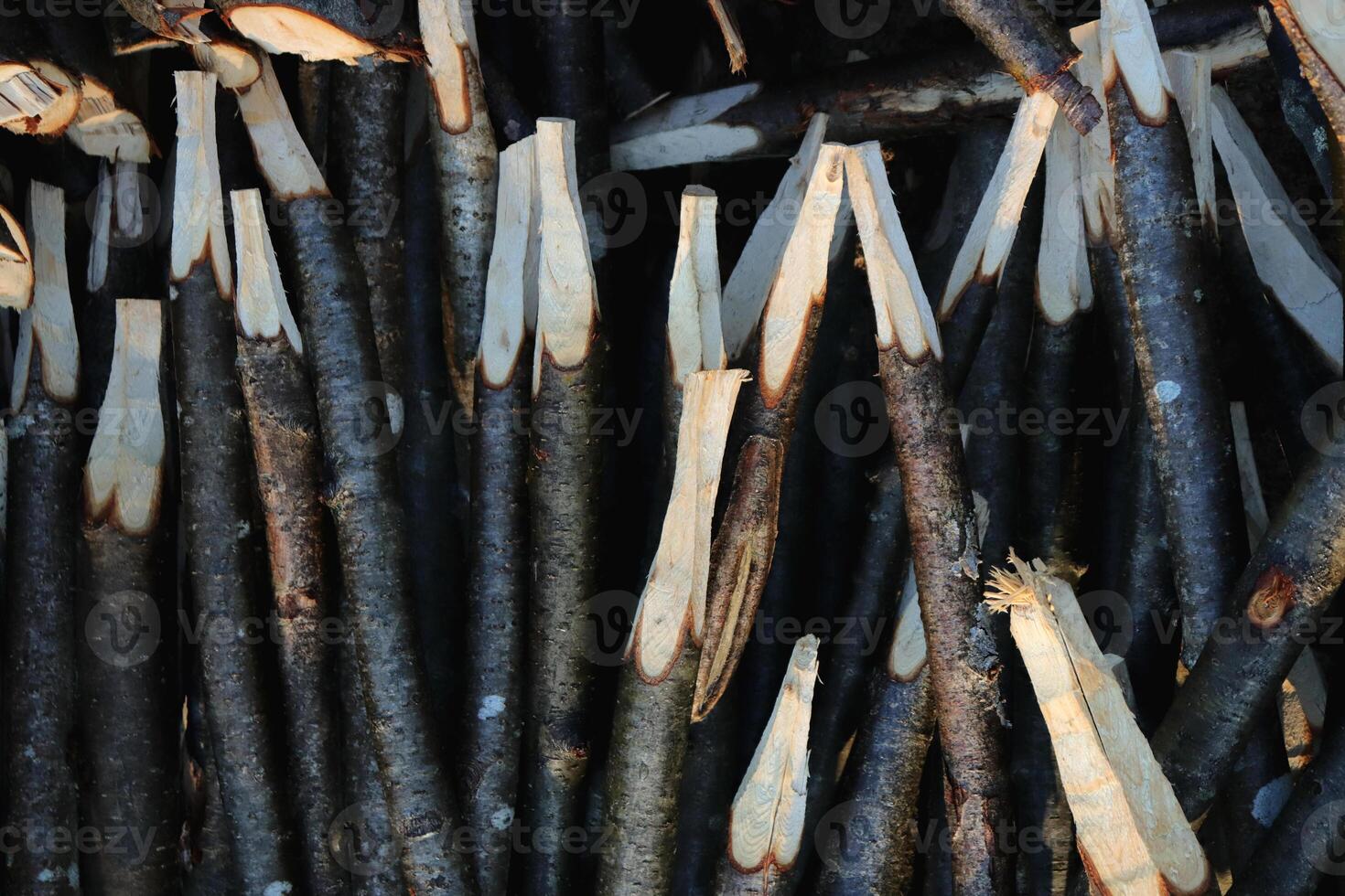 Many wood stakes filling background. Lot pointed branches. photo