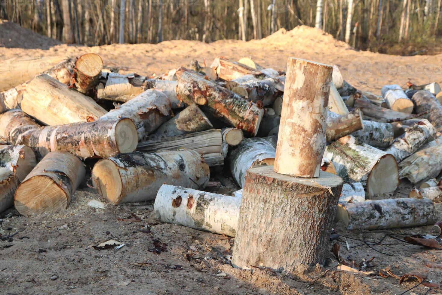 Log for split stump with many logs on background. photo