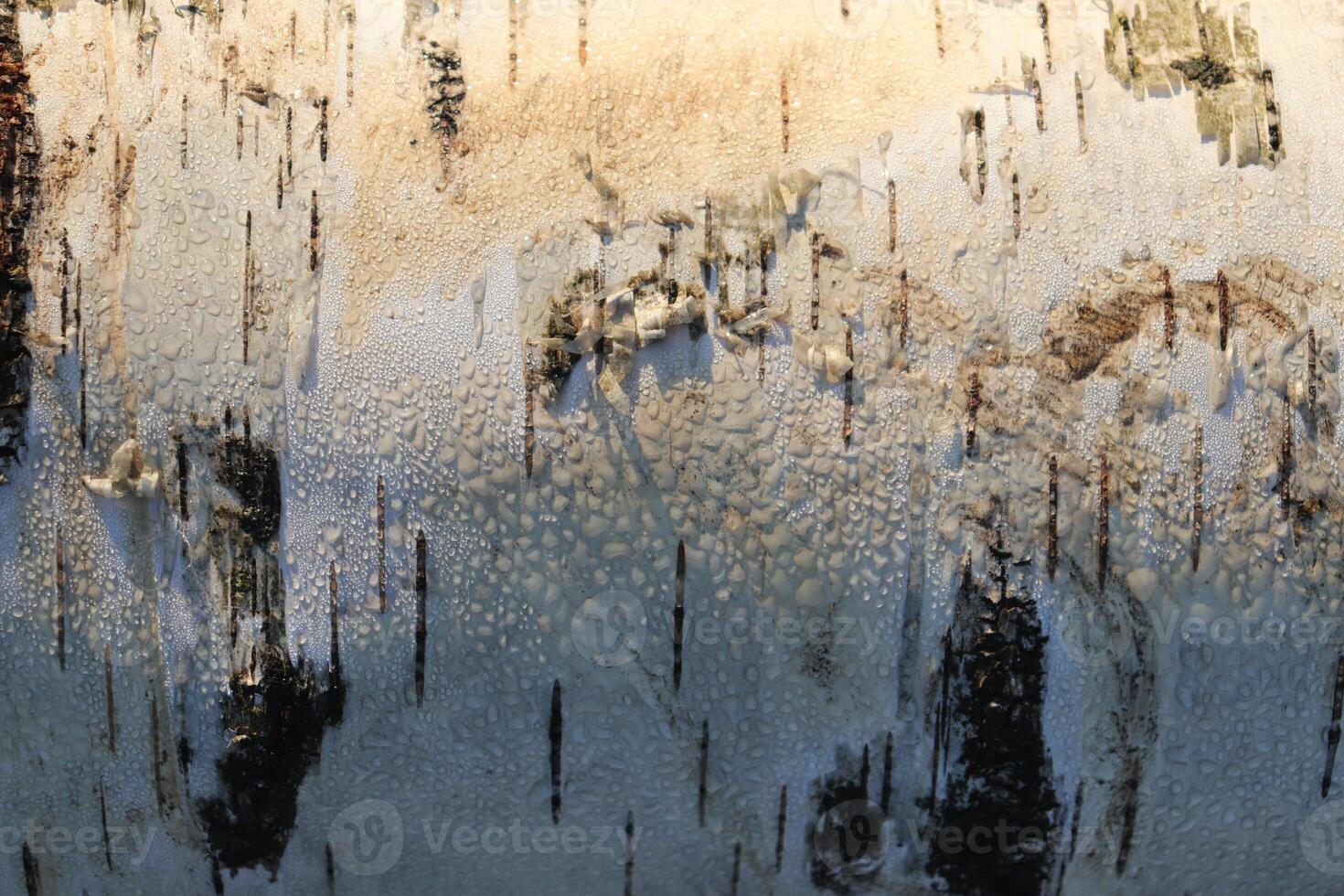 Sunny side birch bark background. Birch bark texture. photo