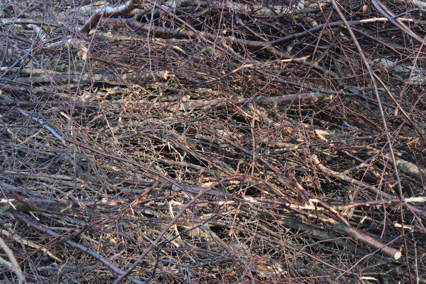 Many little branches texture. Lot of branches background. photo