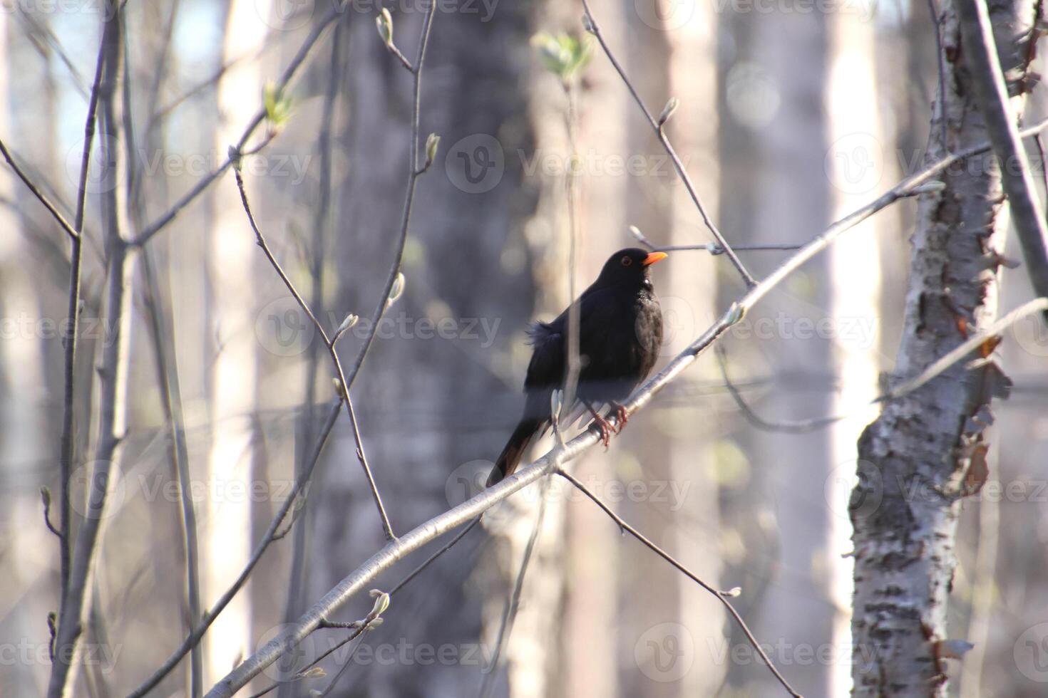 Black bird sitting on slim branch in the forest. photo