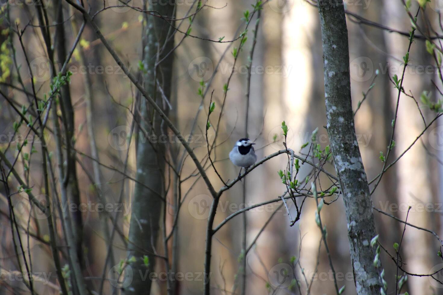 Bird sitting on slim branch in the forest. photo