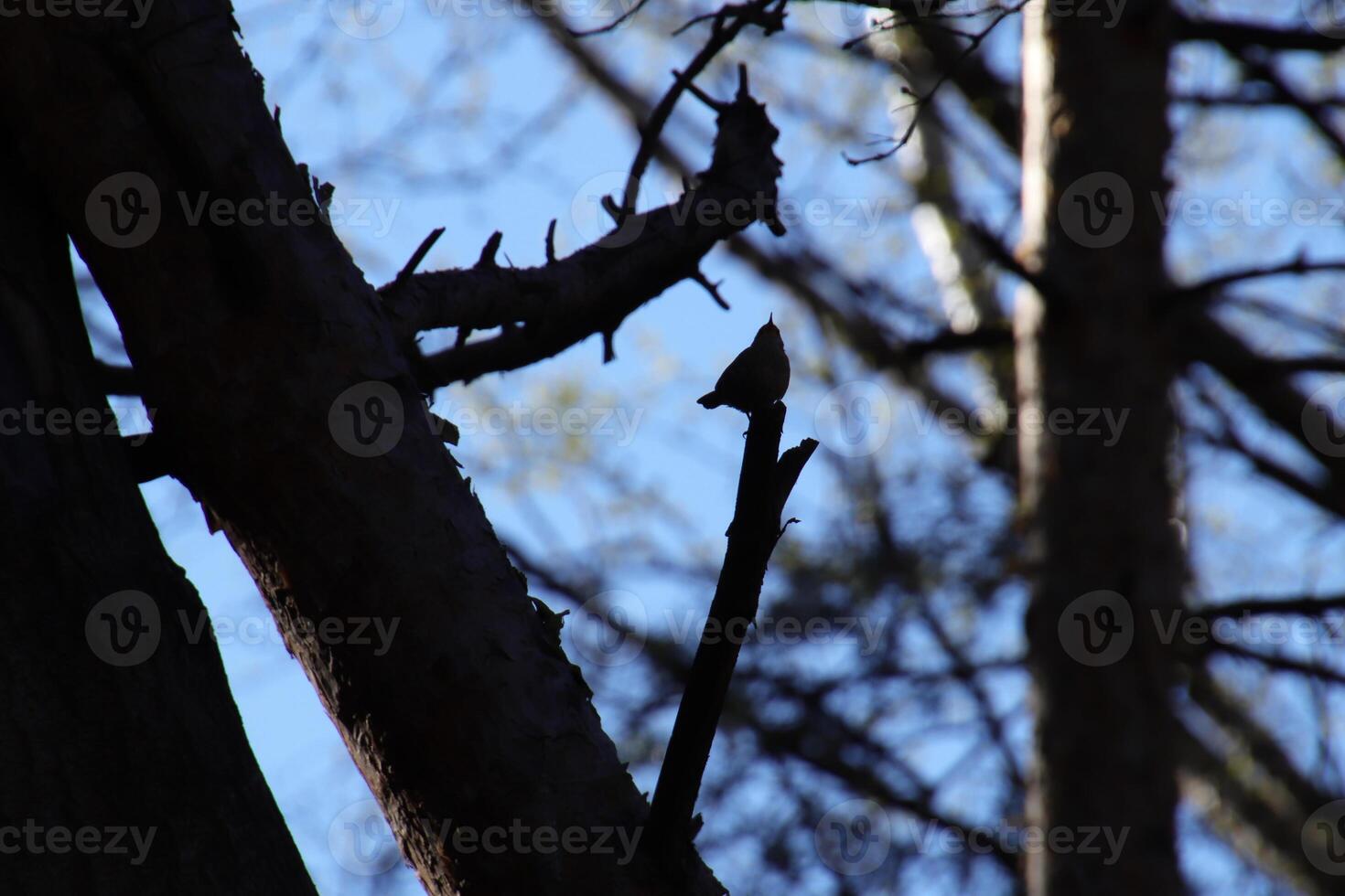 Bird sitting on dry trunk bough silhouette. Forest moment. photo