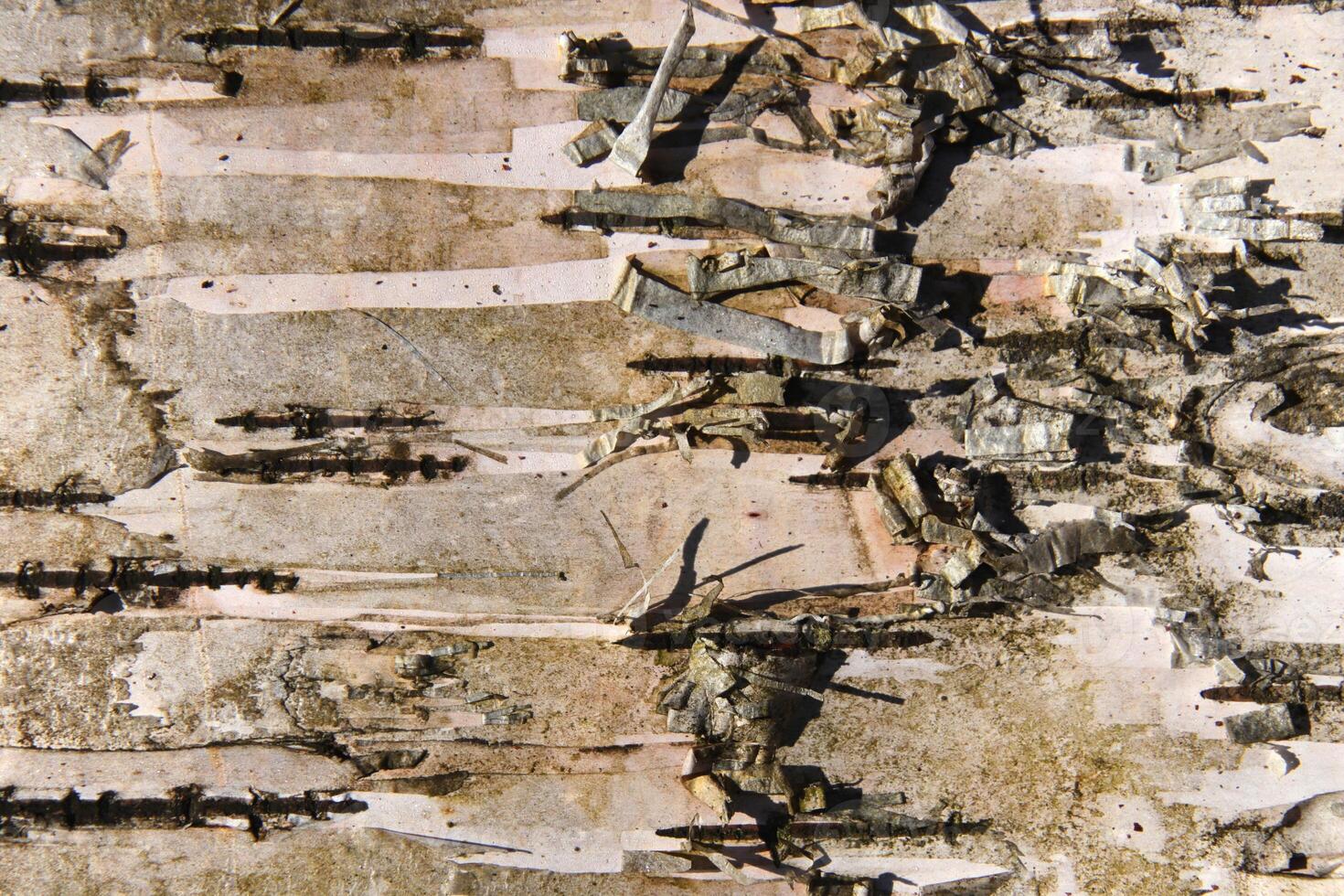 White wood background. Birch trunk bark texture. photo
