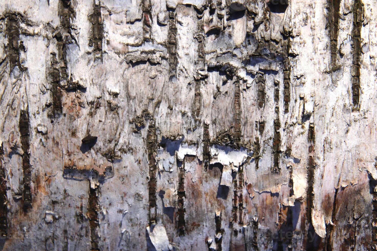 Birch trunk bark texture. White wood background. photo