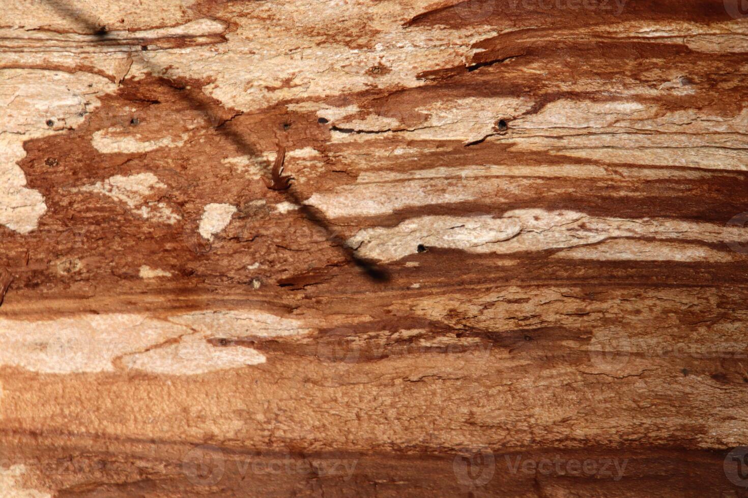 Wood texture. Wooden background. Tree trunk fibers pattern. photo