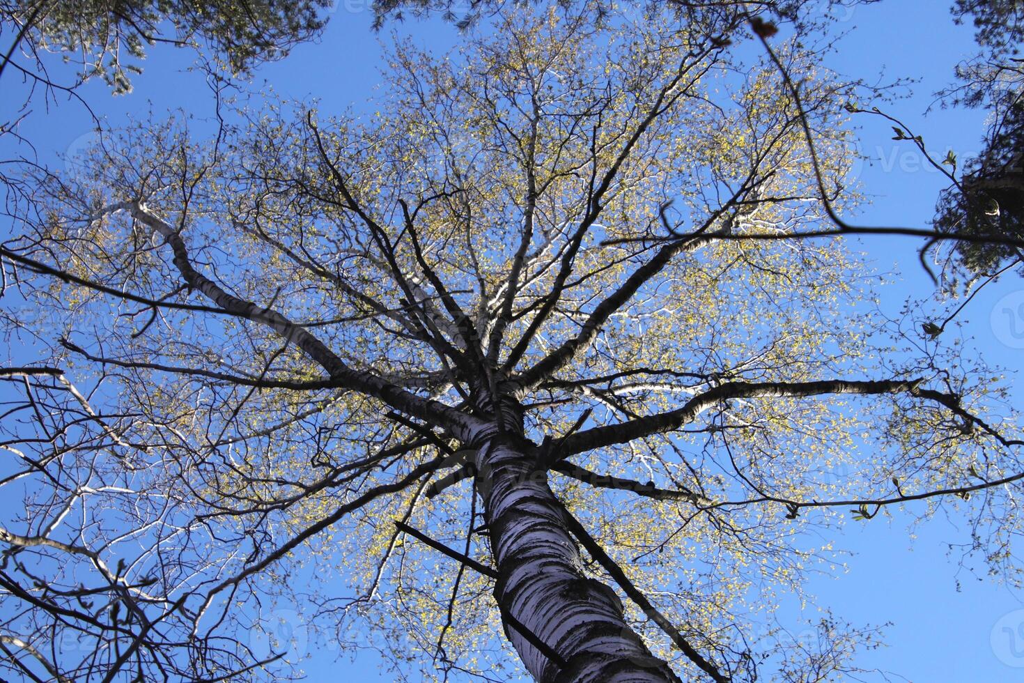 A birch tree with an extensive crown of branches stands in the middle of the forest photo