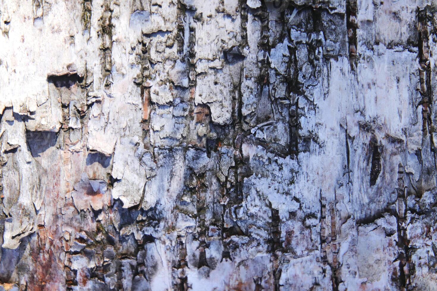 White wood background. Birch trunk bark texture. photo