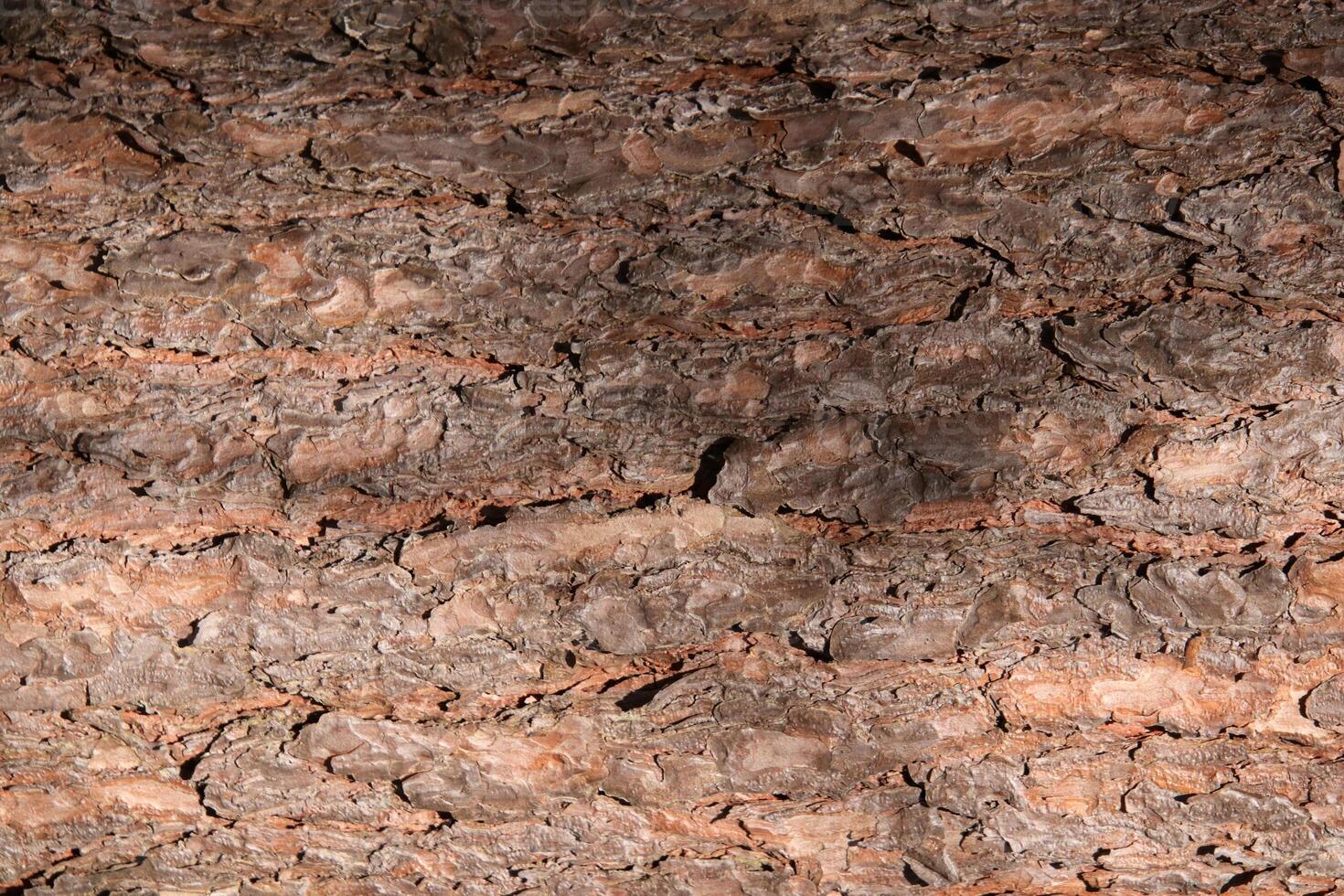 Forest filling background. Tree trunk bark texture. photo