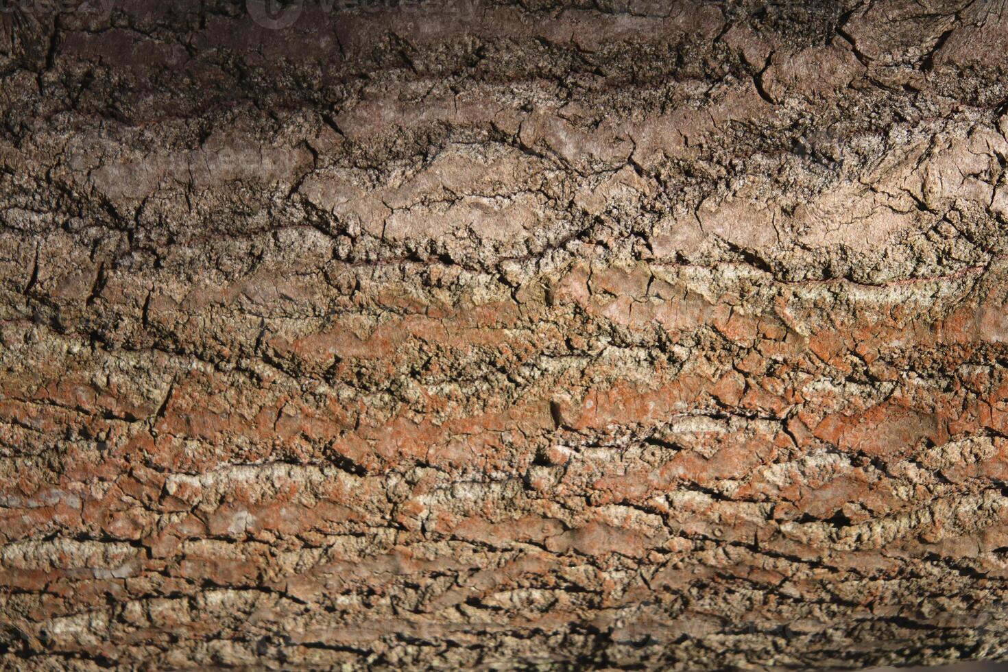 Forest filling background. Tree trunk bark texture. photo