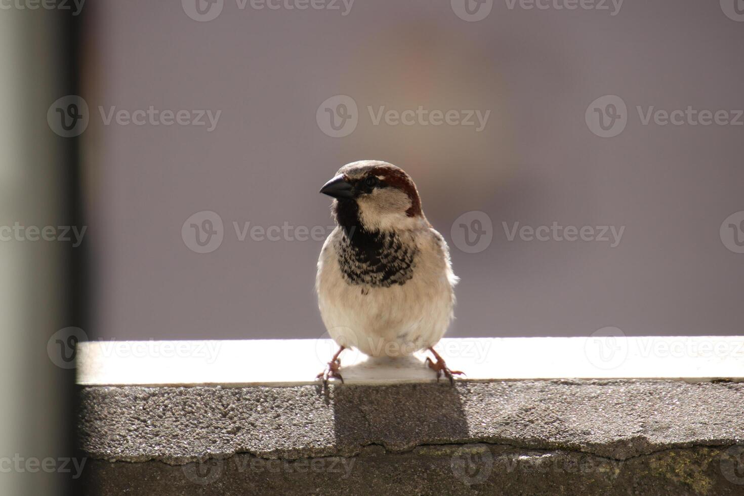 A sparrow sits on the balcony and looks at the camera photo