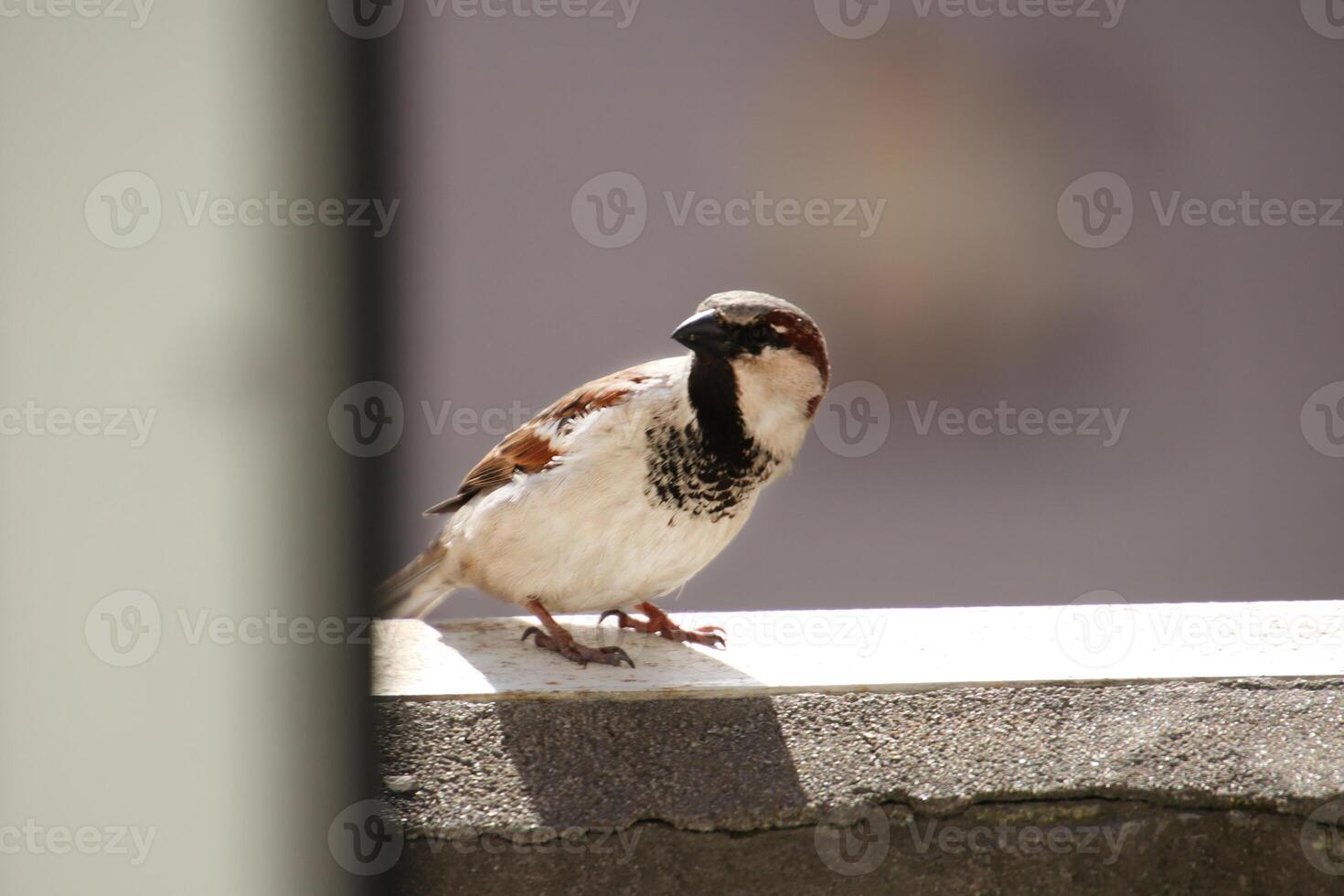 A sparrow sits on the balcony and looks at the camera photo