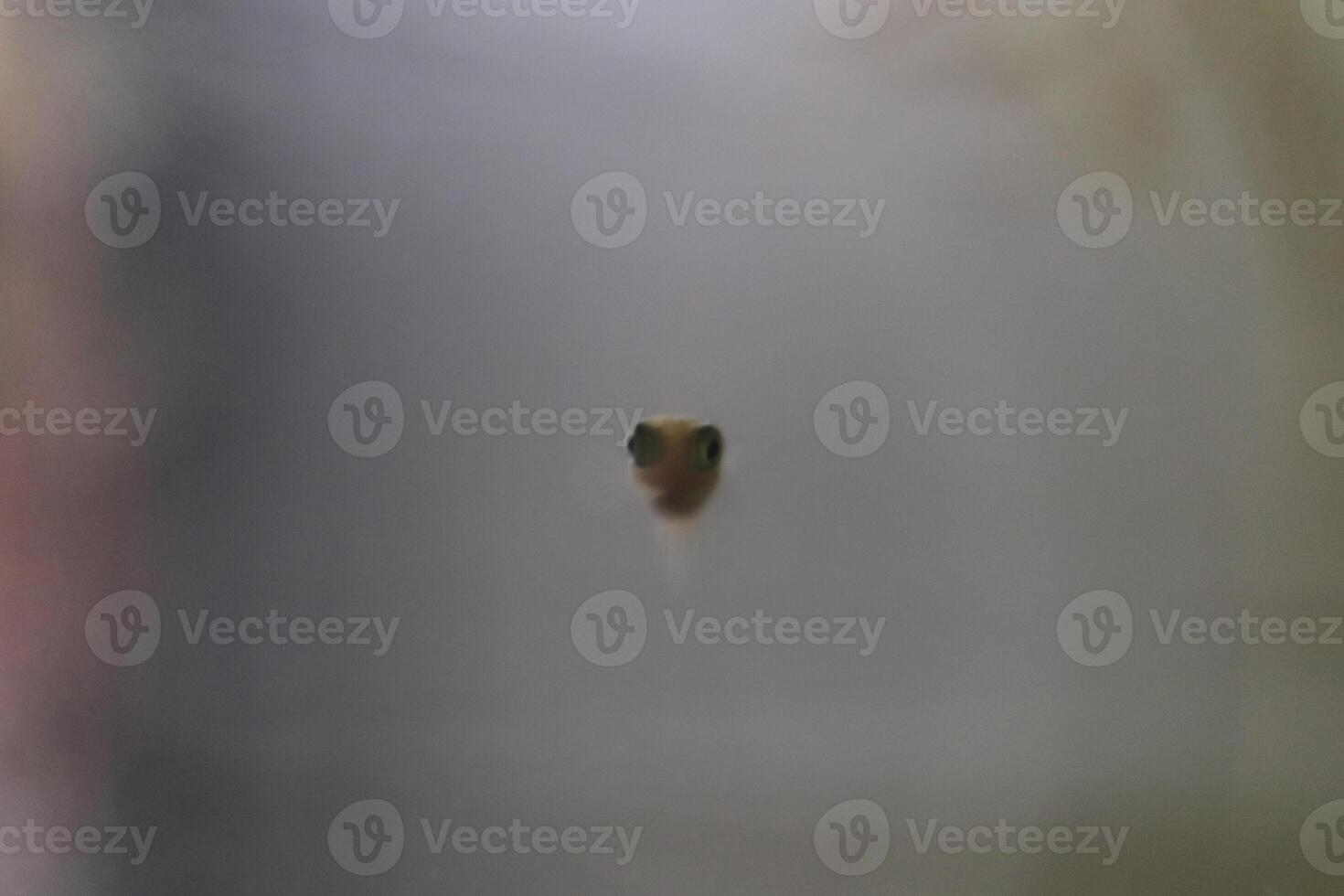 Guppy whitebait aquarium fish with blurred background. photo