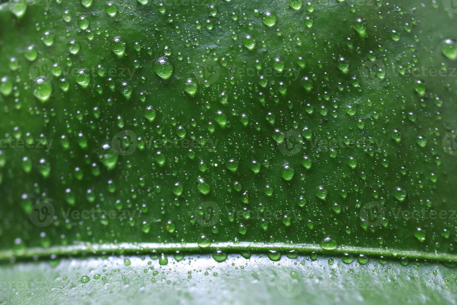 Green leaf surface texture with water drops. Nature floral background. Organic botanical beauty macro closeup. photo