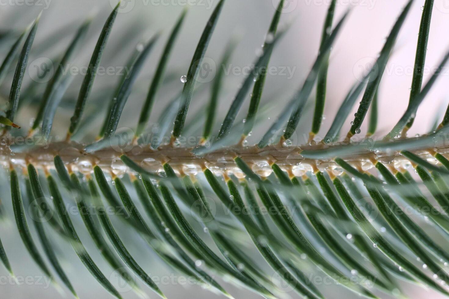 Coniferous tree branch covered with drops of morning dew. Nature floral background. Organic botanical beauty macro closeup. photo