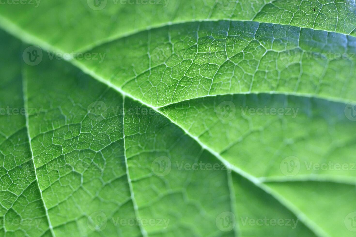 Green leaf detailed texture. Green leaf texture. Nature floral background. Organic botanical beauty macro closeup. photo