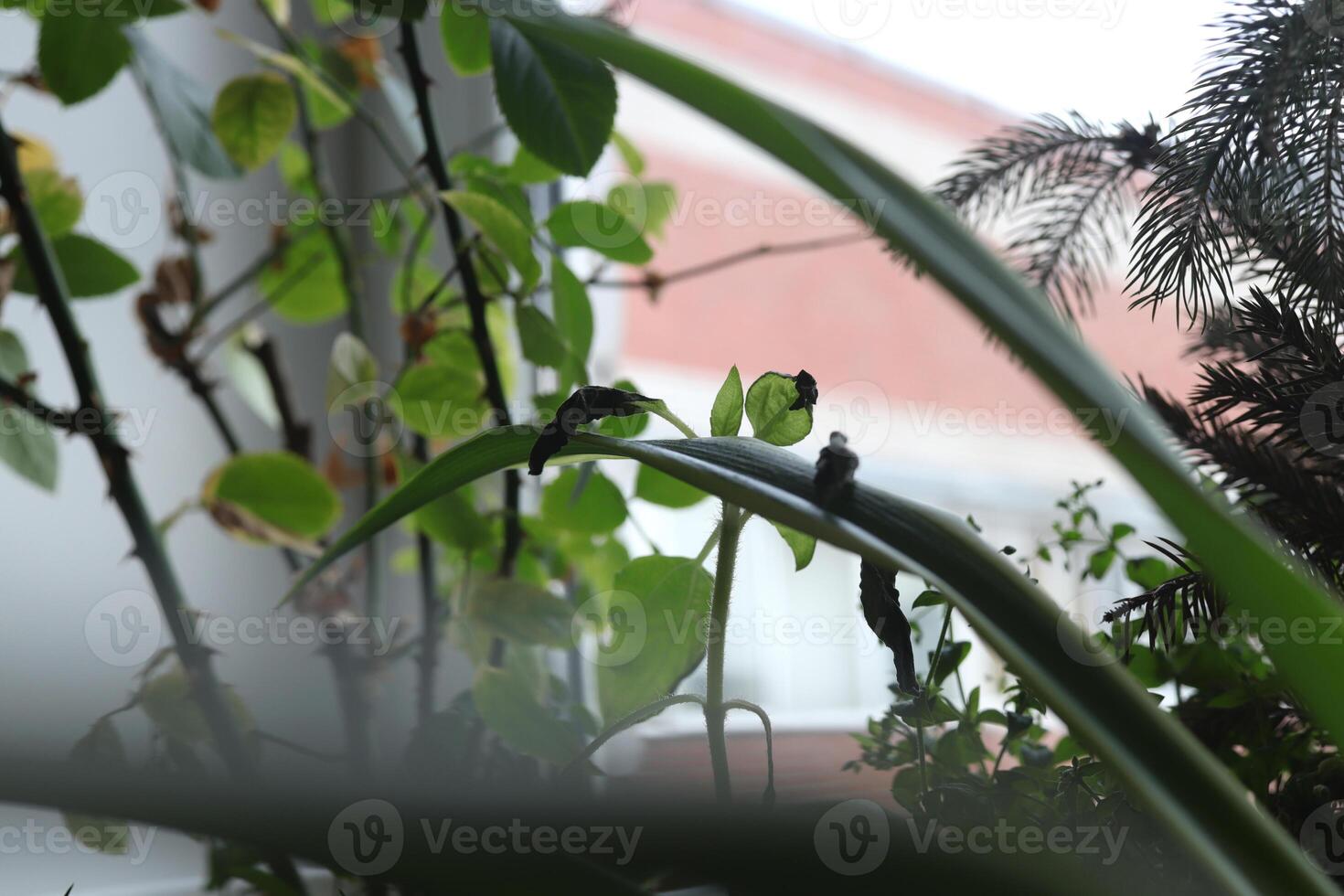 Green plants on the windowsill. Green leaf texture. Nature floral background. Organic botanical beauty macro closeup. photo
