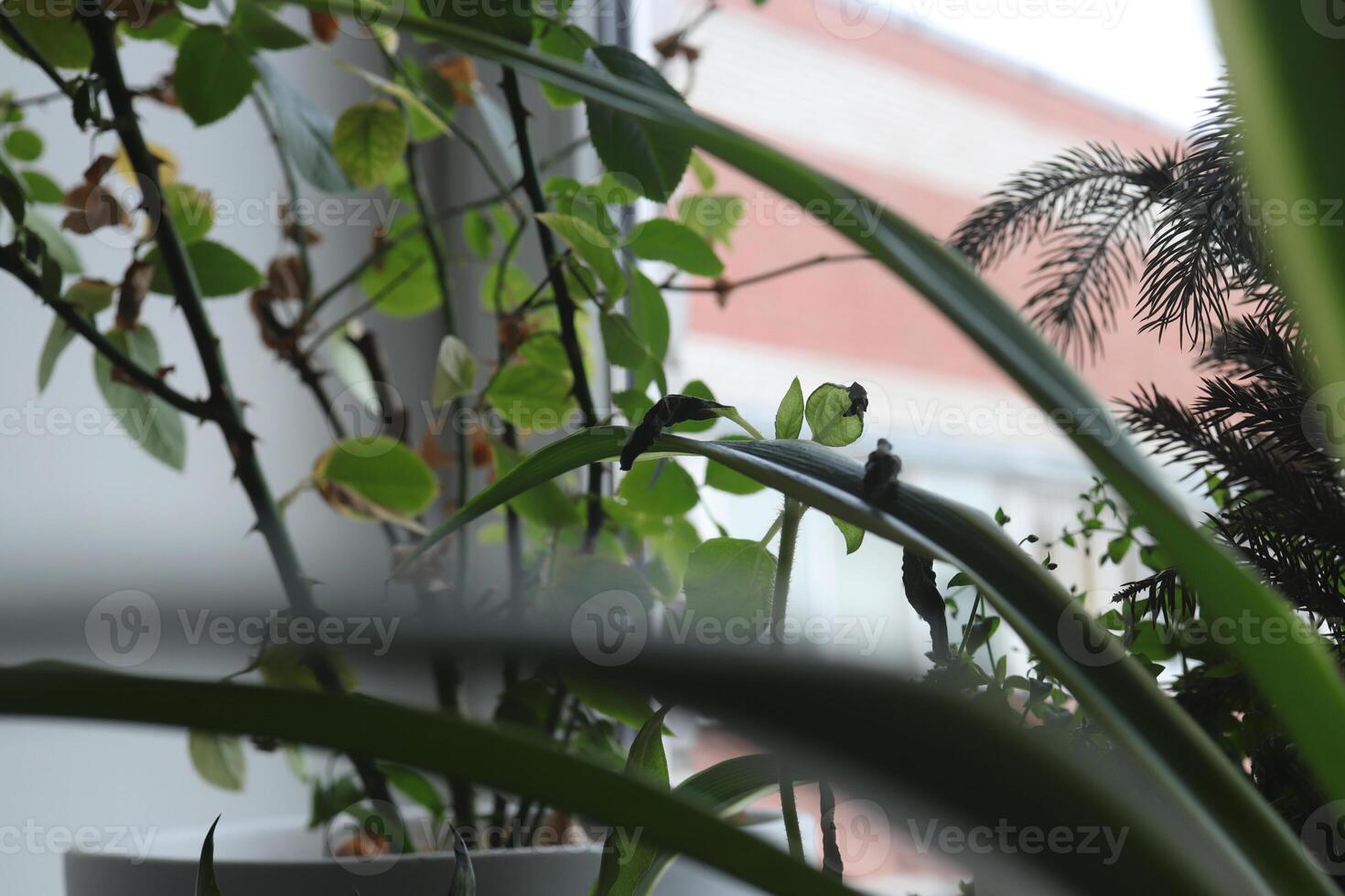 Green plants on the windowsill. Green leaf texture. Nature floral background. Organic botanical beauty macro closeup. photo