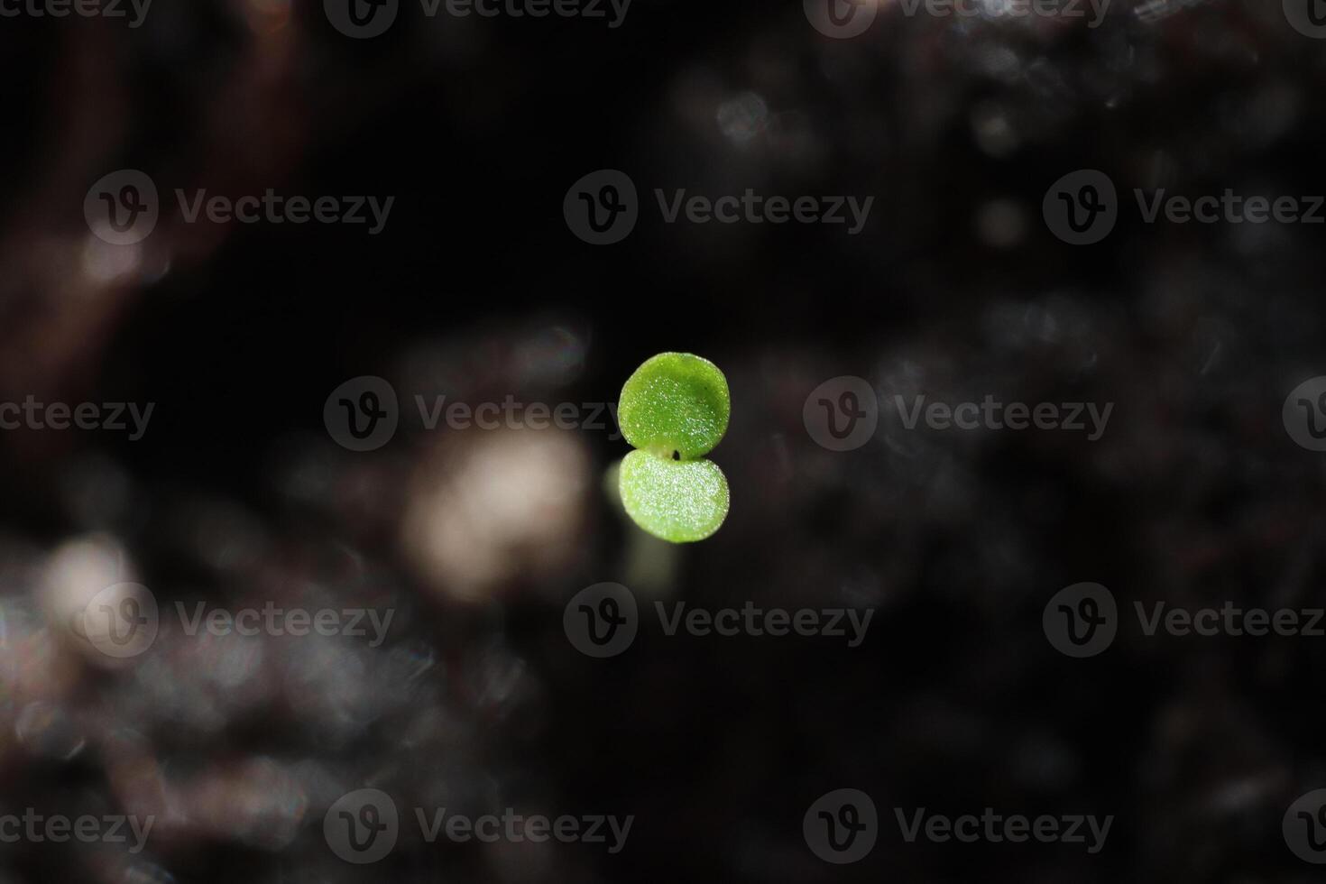 Little green sprout background. Macro closeup. photo