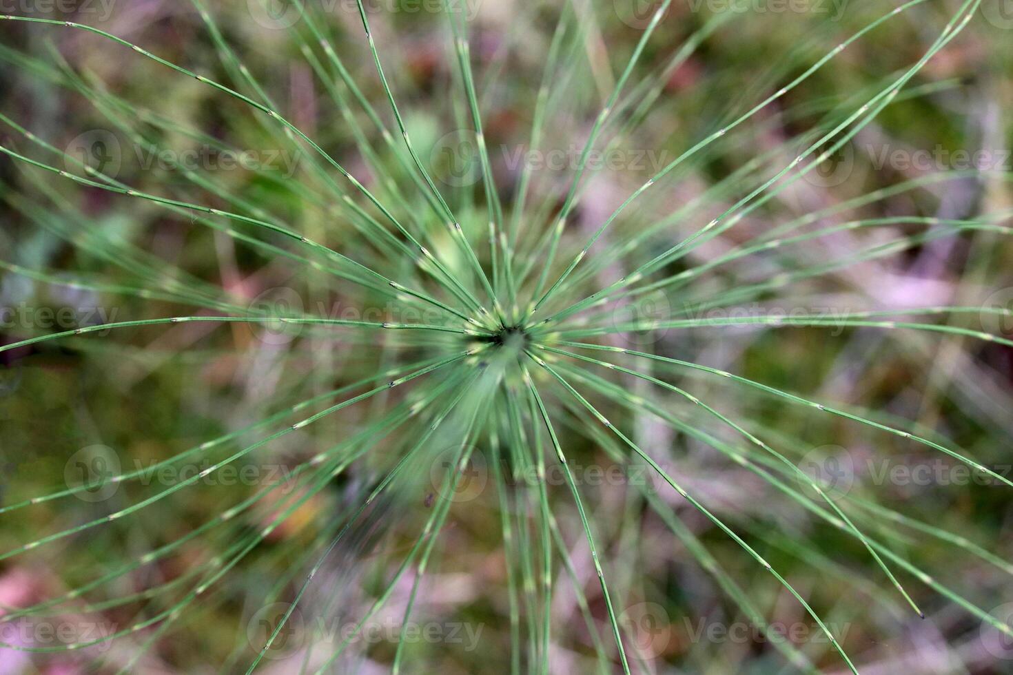Papyrus Sedge. Green leaf texture. Nature floral background. Organic botanical beauty macro closeup. photo