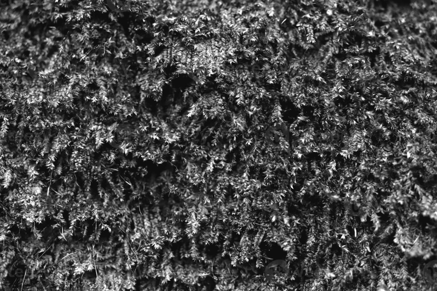Black and white monochrome moss. Green leaf texture. Nature floral background. Organic botanical beauty macro closeup. photo