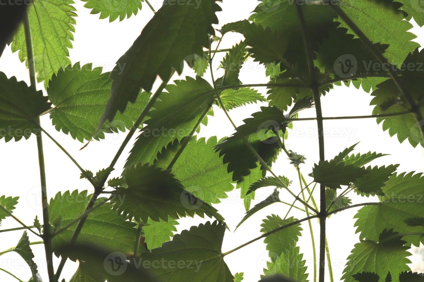 Green nettle foliage. Green leaf texture. Nature floral background. Organic botanical beauty macro closeup. photo