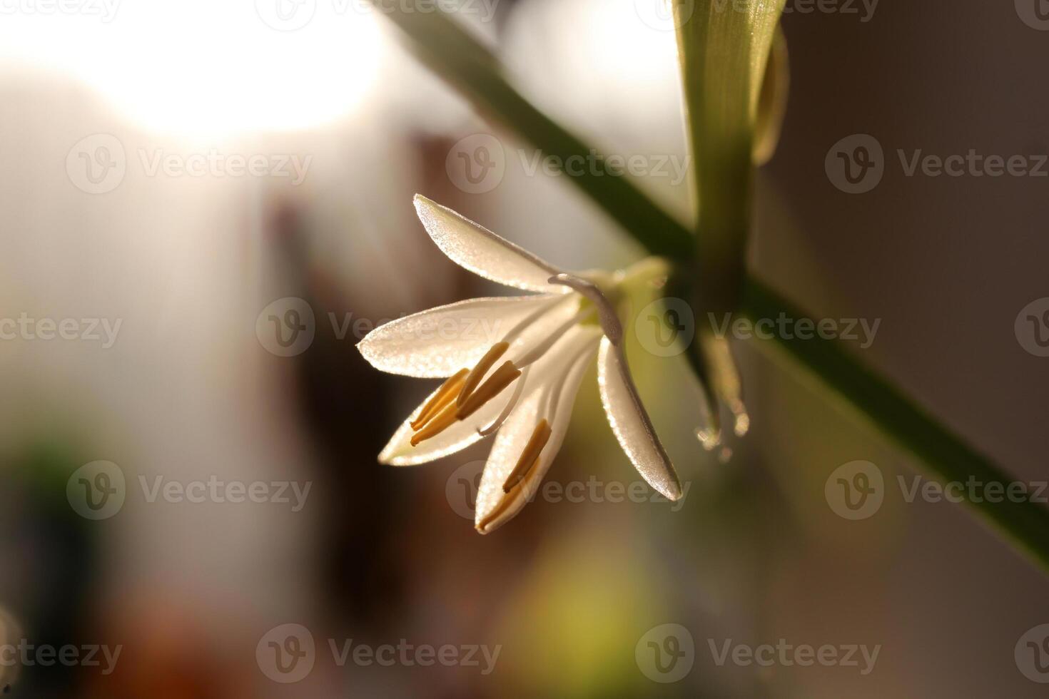 Spider plant white flower. Green leaf texture. Nature floral background. Organic botanical beauty macro closeup. photo