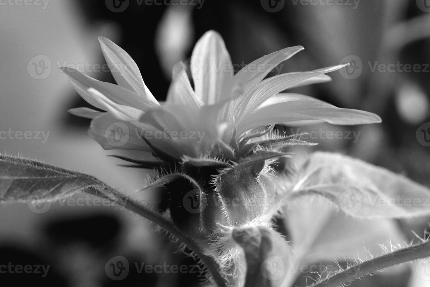 Black and white monochrome sunflower. Green leaf texture. Nature floral background. Organic botanical beauty macro closeup. photo