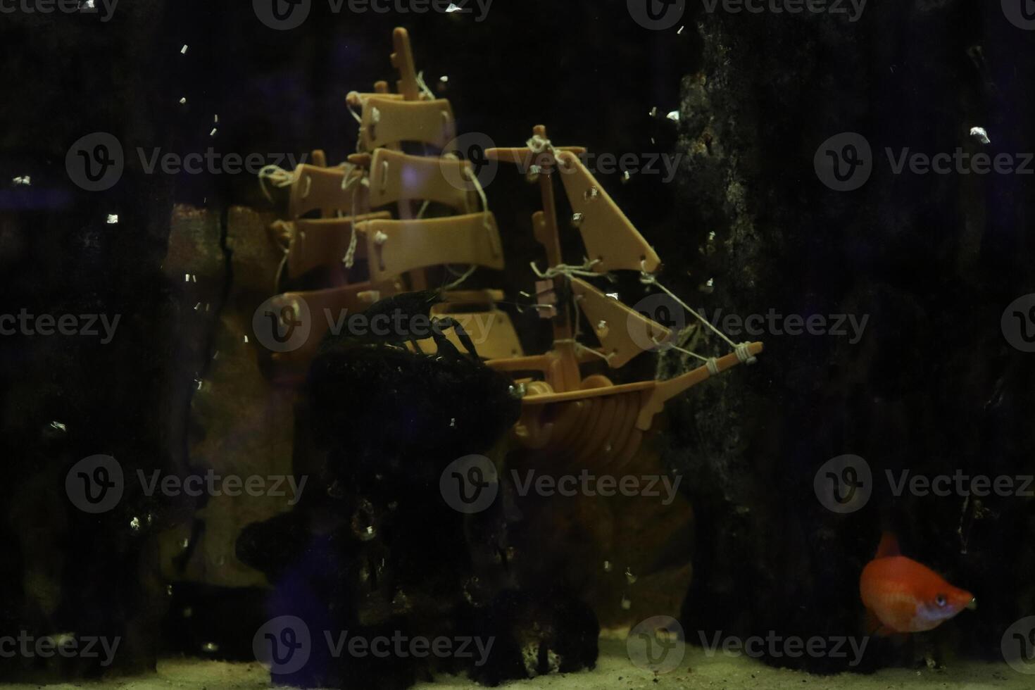 Decorative ship at the bottom of the aquarium with a crayfish and a swordtail photo