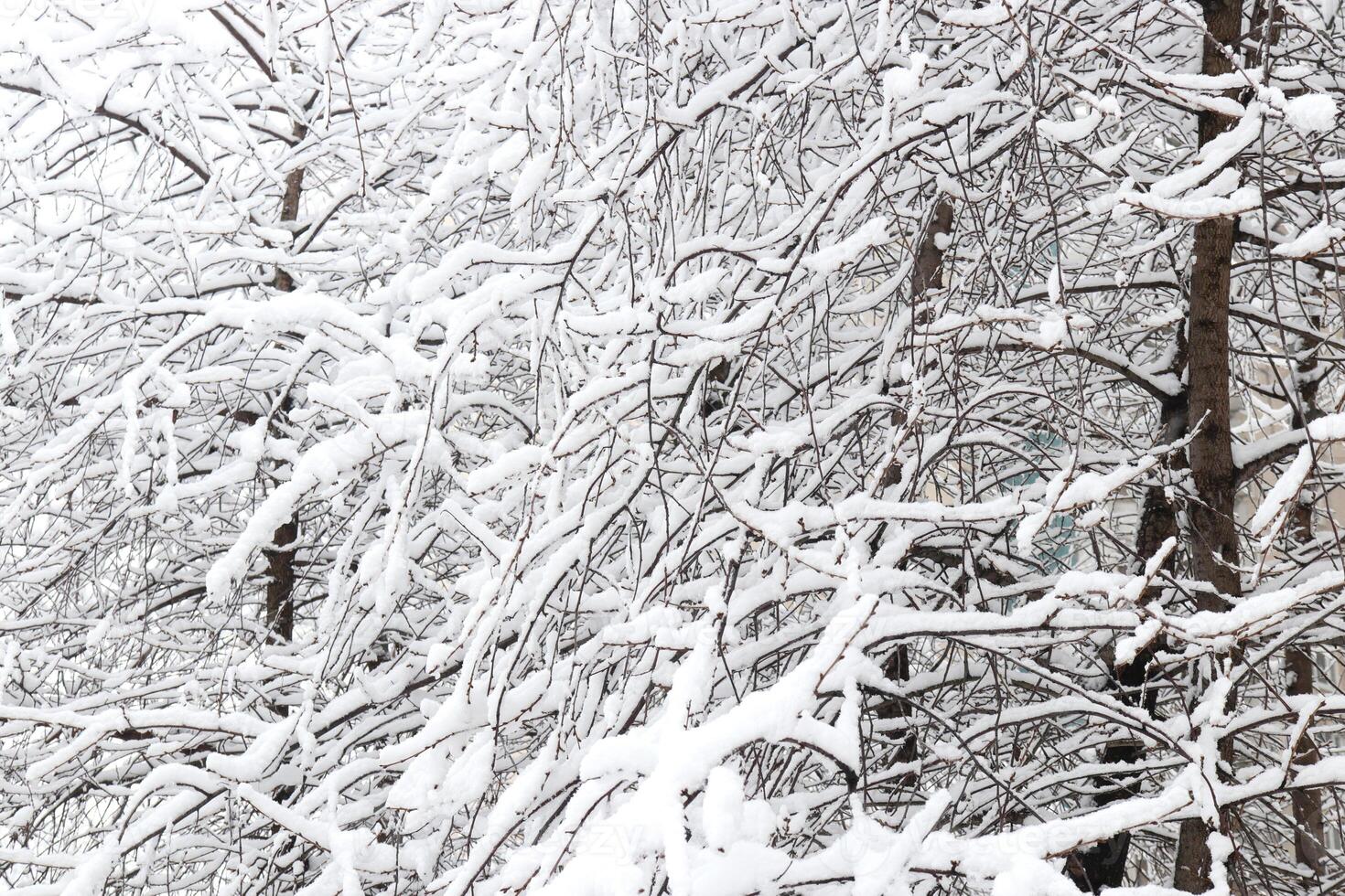 Snow lies in a thick snowdrift on the branches of a winter park. Snowy background. photo
