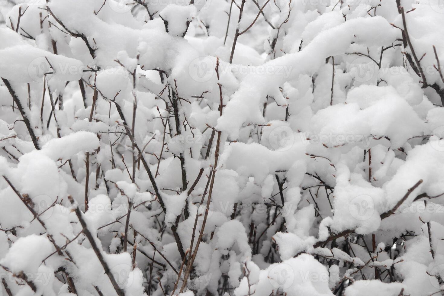 Landscape of winter trees under snow snowdrift. Outdoor park background. photo