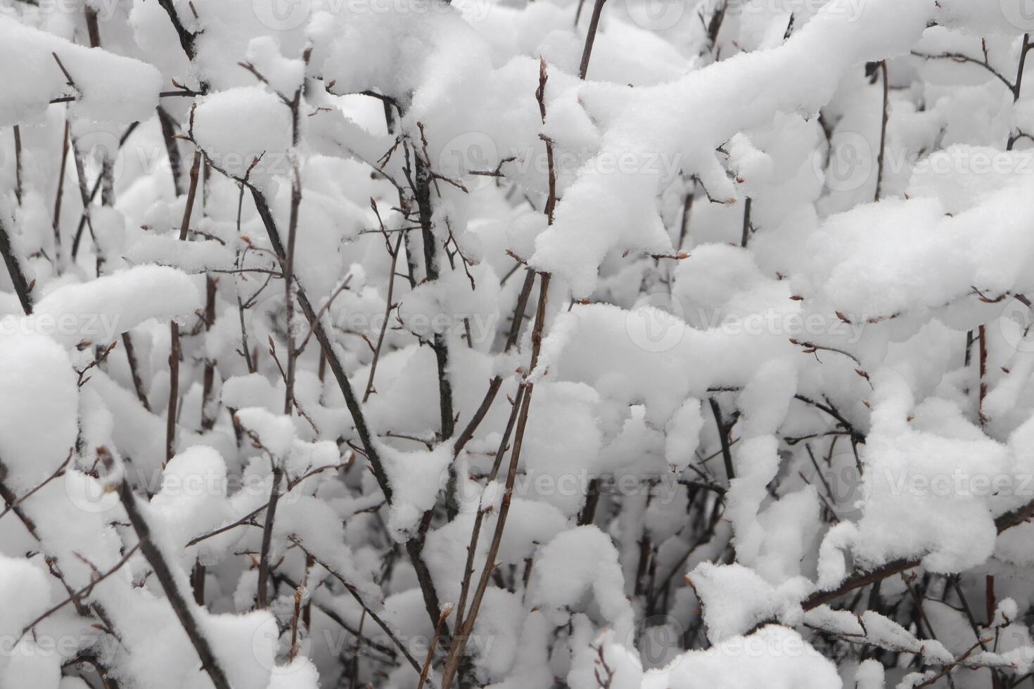 Landscape of winter trees under snow snowdrift. Outdoor park background. photo