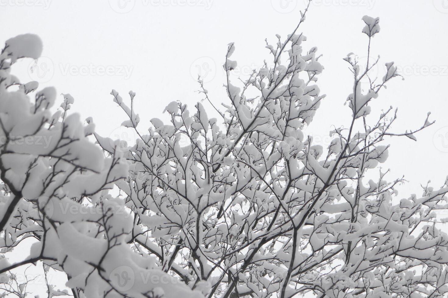 Landscape of winter trees brunches under snow snowdrift. Outdoor park background. photo