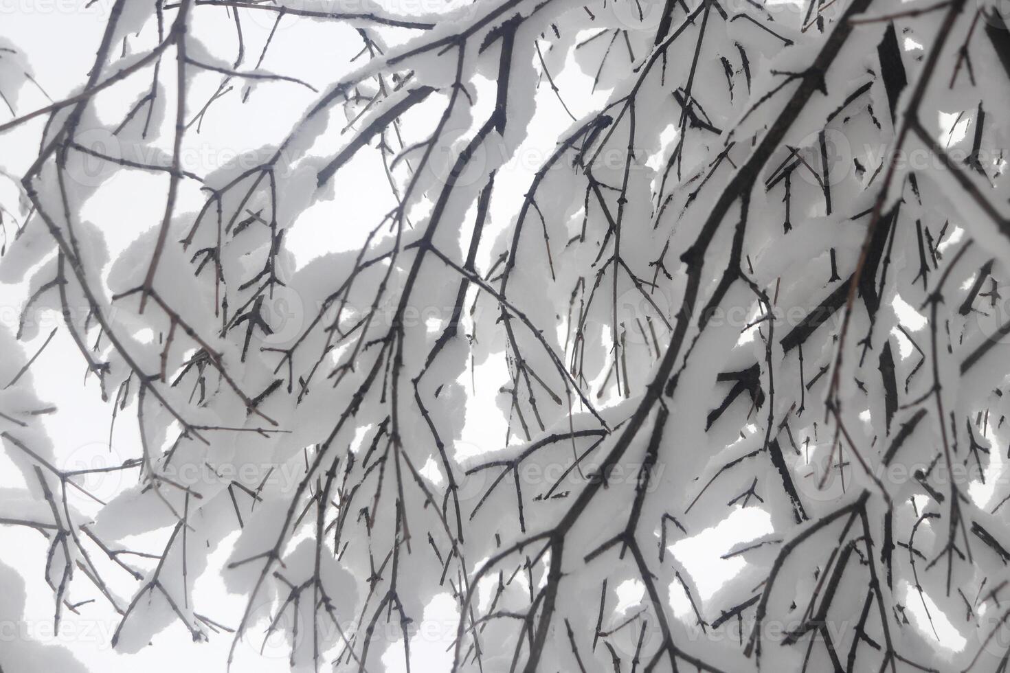 Snow-covered overhanging branches of trees. Landscape of winter park. photo