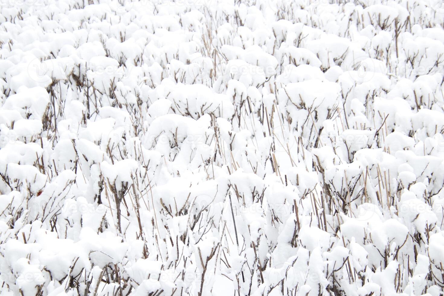 Thick layer of snow on the surface of dry trimmed bushes photo