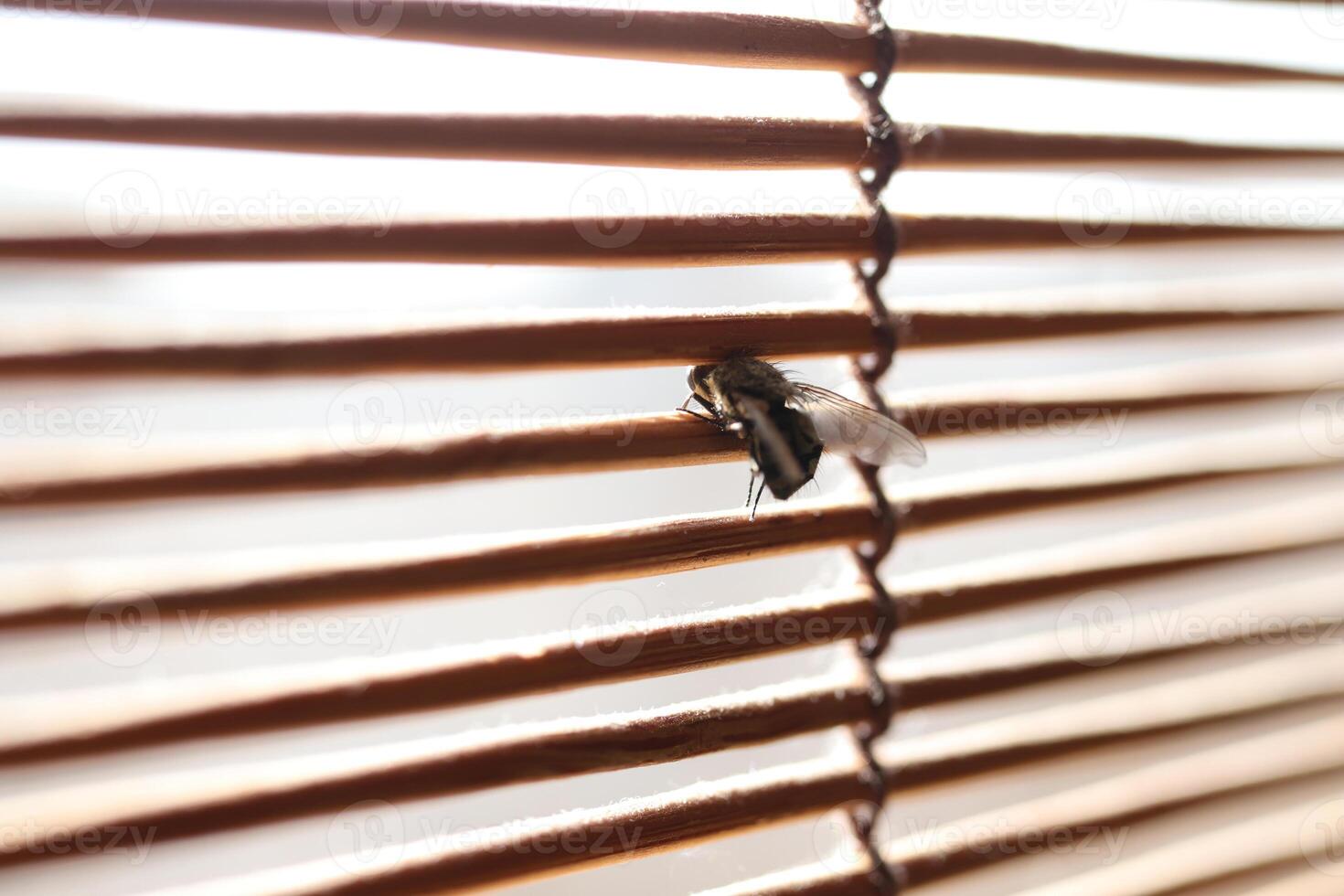 A fly looks out the window through the blinds. Macro closeup. photo