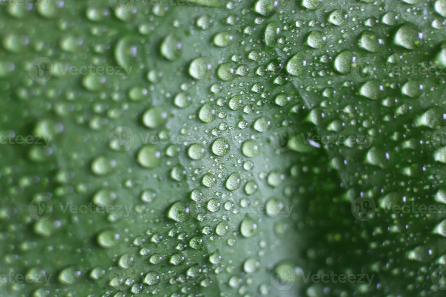 The surface of a tangerine leaf is covered with drops of water photo